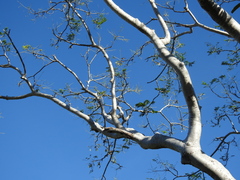 Conzattia multiflora