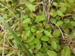 Melochia corchorifolia