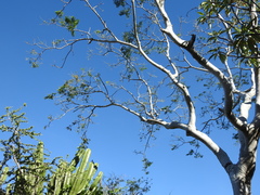 Conzattia multiflora