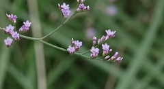 Limonium narbonense