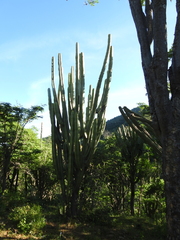 Pilosocereus
