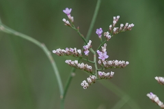 Limonium narbonense