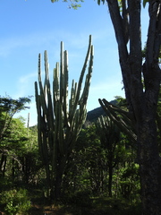Pilosocereus