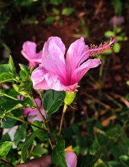 Hibiscus rosa-sinensis