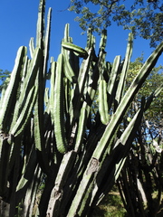 Pilosocereus