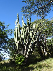 Pilosocereus