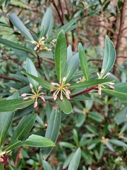 Tasmannia lanceolata