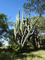 Pilosocereus