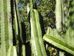 Pilosocereus