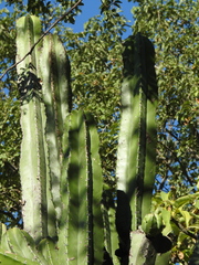Pilosocereus
