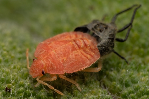 Uoginė skydblakė nuotrauka