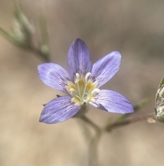 Eriastrum sapphirinum sapphirinum