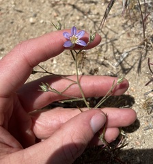 Eriastrum sapphirinum sapphirinum