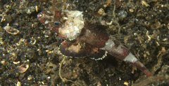 Onigocia spinosa