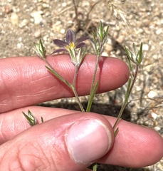 Eriastrum sapphirinum sapphirinum