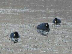 Fulica ardesiaca