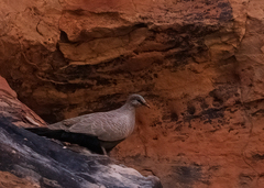 Petrophassa albipennis