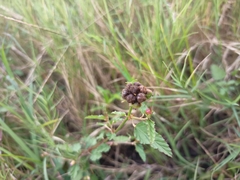 Rubus
