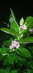 Calotropis gigantea