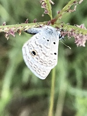 Hemiargus