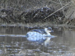 Podiceps occipitalis