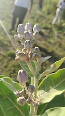 Calotropis gigantea