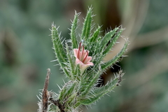 Echium asperrimum