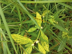 Alternanthera philoxeroides