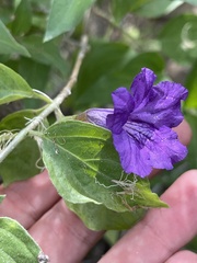 Ruellia californica