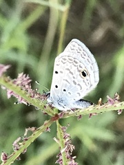 Hemiargus