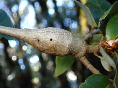 Protobalandricus spectabilis