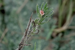 Echium asperrimum