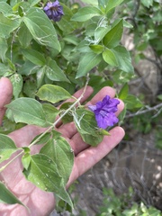 Ruellia californica