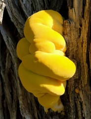 Laetiporus gilbertsonii