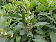 Myoporum insulare