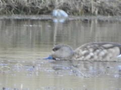 Lophonetta specularioides
