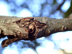 Dryocosmus asymmetricus