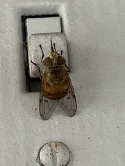 Copestylum haagii