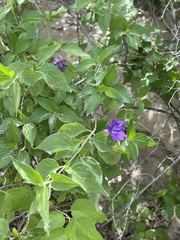 Ruellia californica