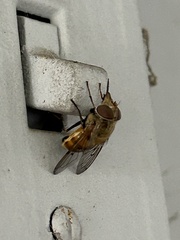 Copestylum haagii