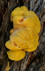 Laetiporus gilbertsonii