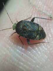 Wekamiris auropilosus