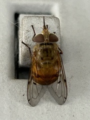 Copestylum haagii