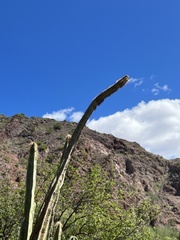 Lophocereus schottii