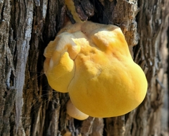 Laetiporus gilbertsonii