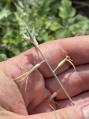Lyrocarpa coulteri