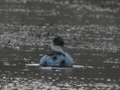 Podiceps occipitalis