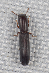 Colydium lineola