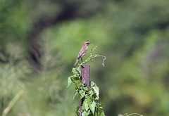 Saxicola stejnegeri