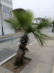 Washingtonia robusta